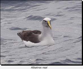 Albatros real