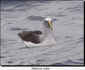 Albatros reale