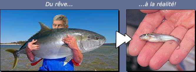 Il y a poisson et poisson